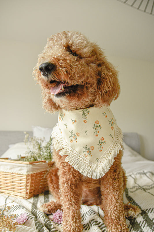 English Cream Floral Corduroy Pet Tassel Bandana