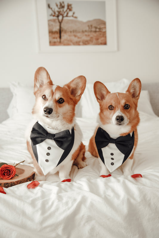 Black Dog Tuxedo, Wedding Pet Suit, Formal Dog Attire, Valentines Outfit