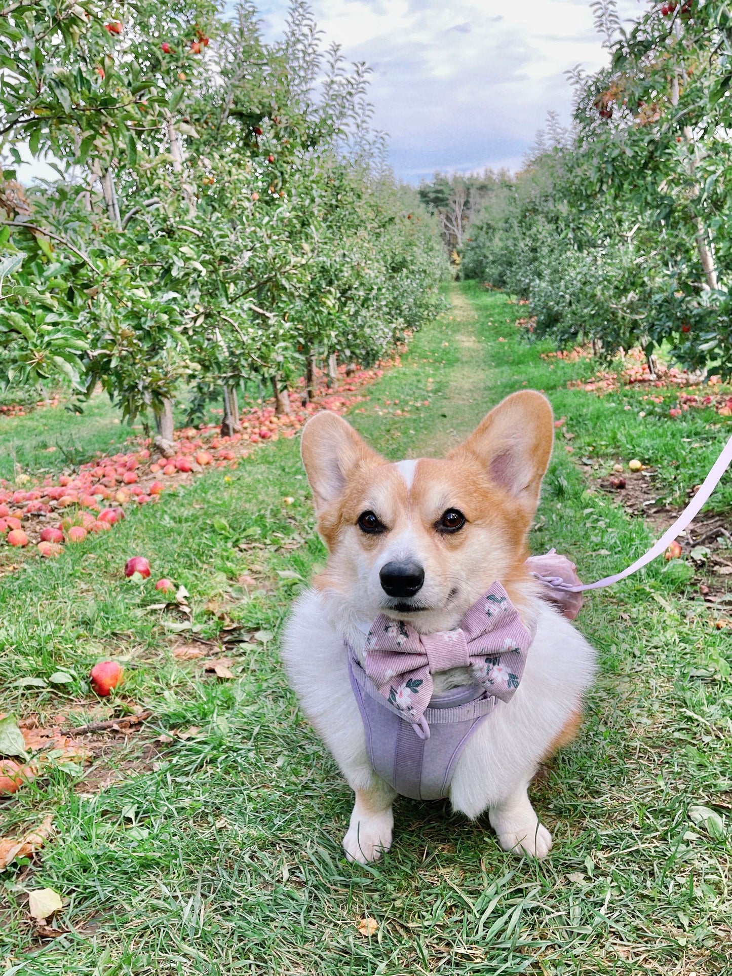 Purple Floral Corduroy Pet Bow Tie