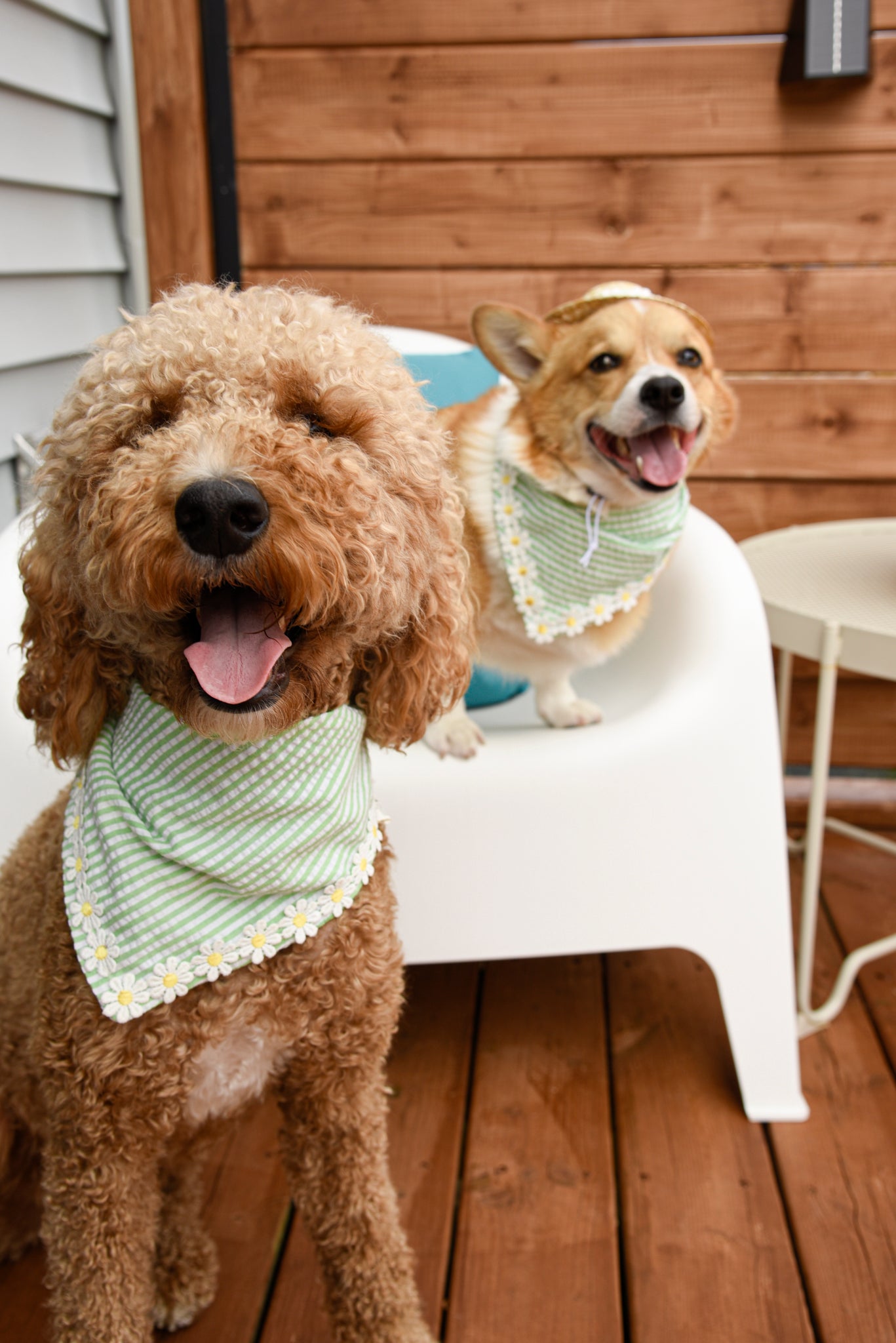 Green/Orange Stripe Cotton with Embroidered Daisy Trim, Pet Bandana