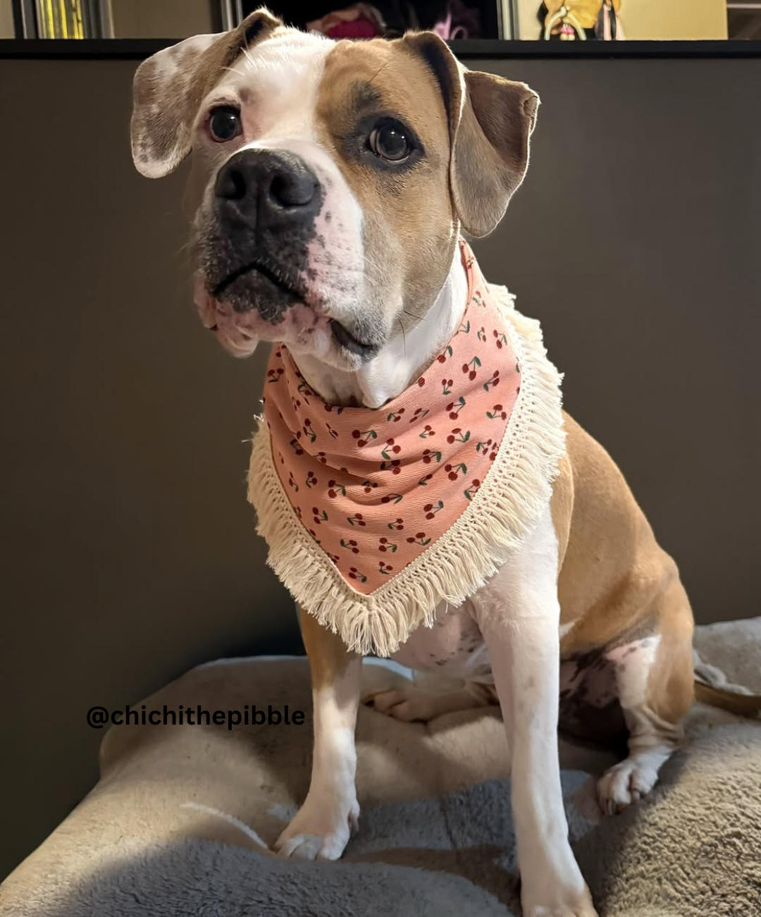 Cherry Corduroy Tassel Dog Bandana