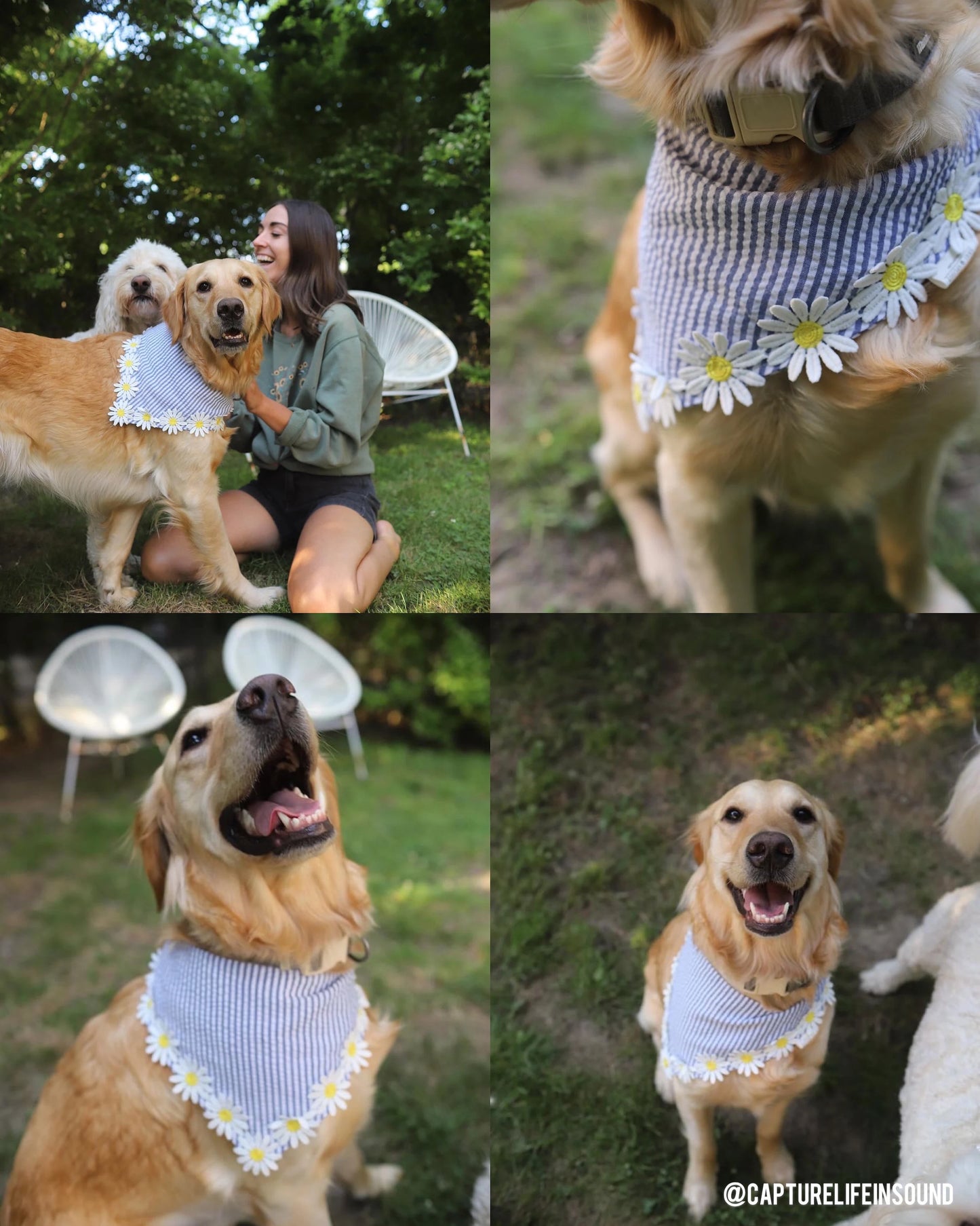 Blue Stripe Cotton with Embroidered Daisy Trim, Pet Bandana