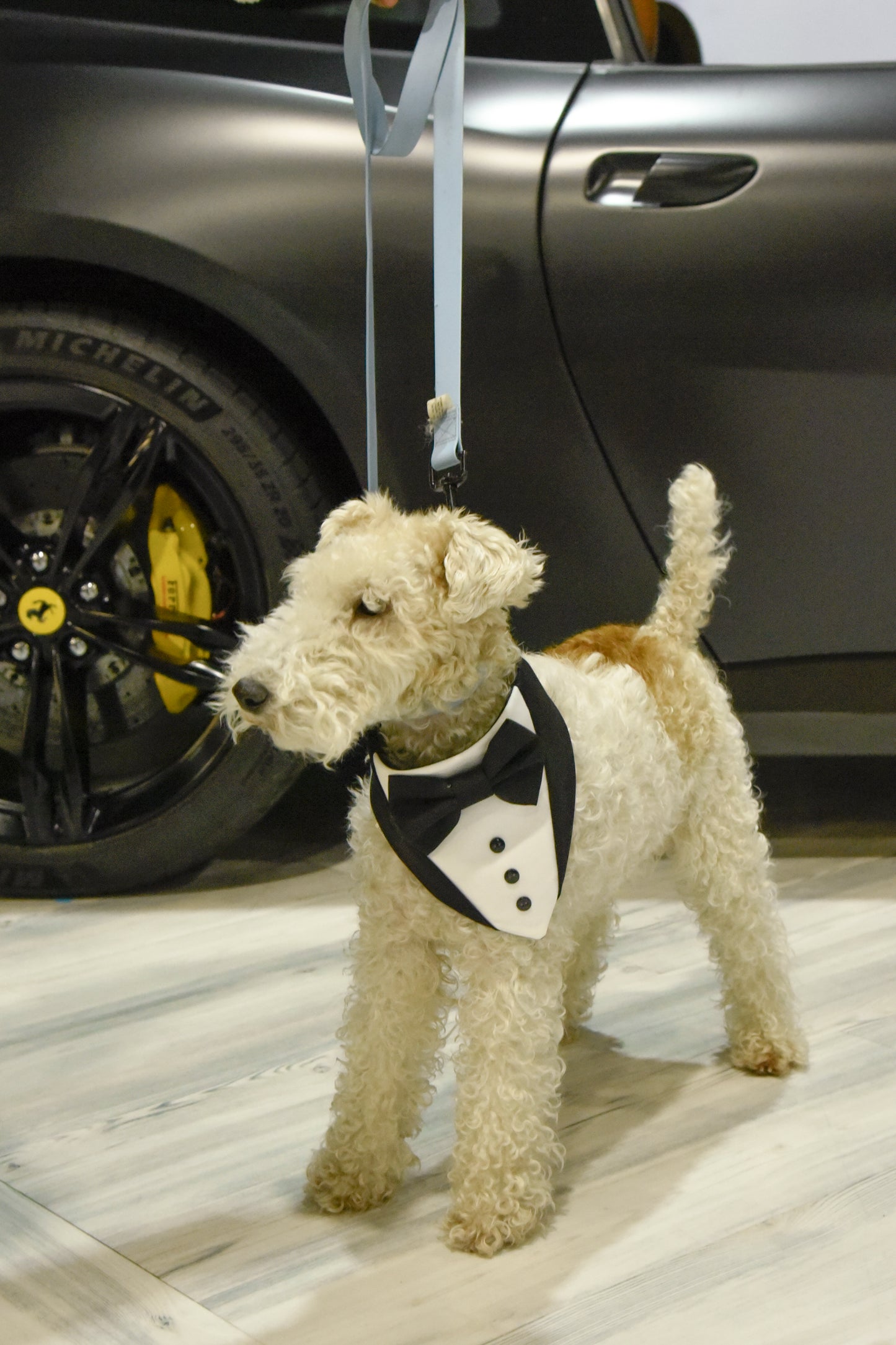 Black Dog Tuxedo, Wedding Pet Suit, Formal Dog Attire, Valentines Outfit