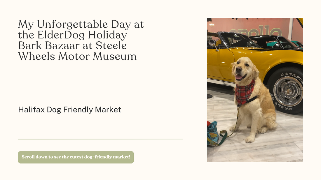 Blog 01/My Unforgettable Day at the ElderDog Holiday Bark Bazaar at Steele Wheels Motor Museum