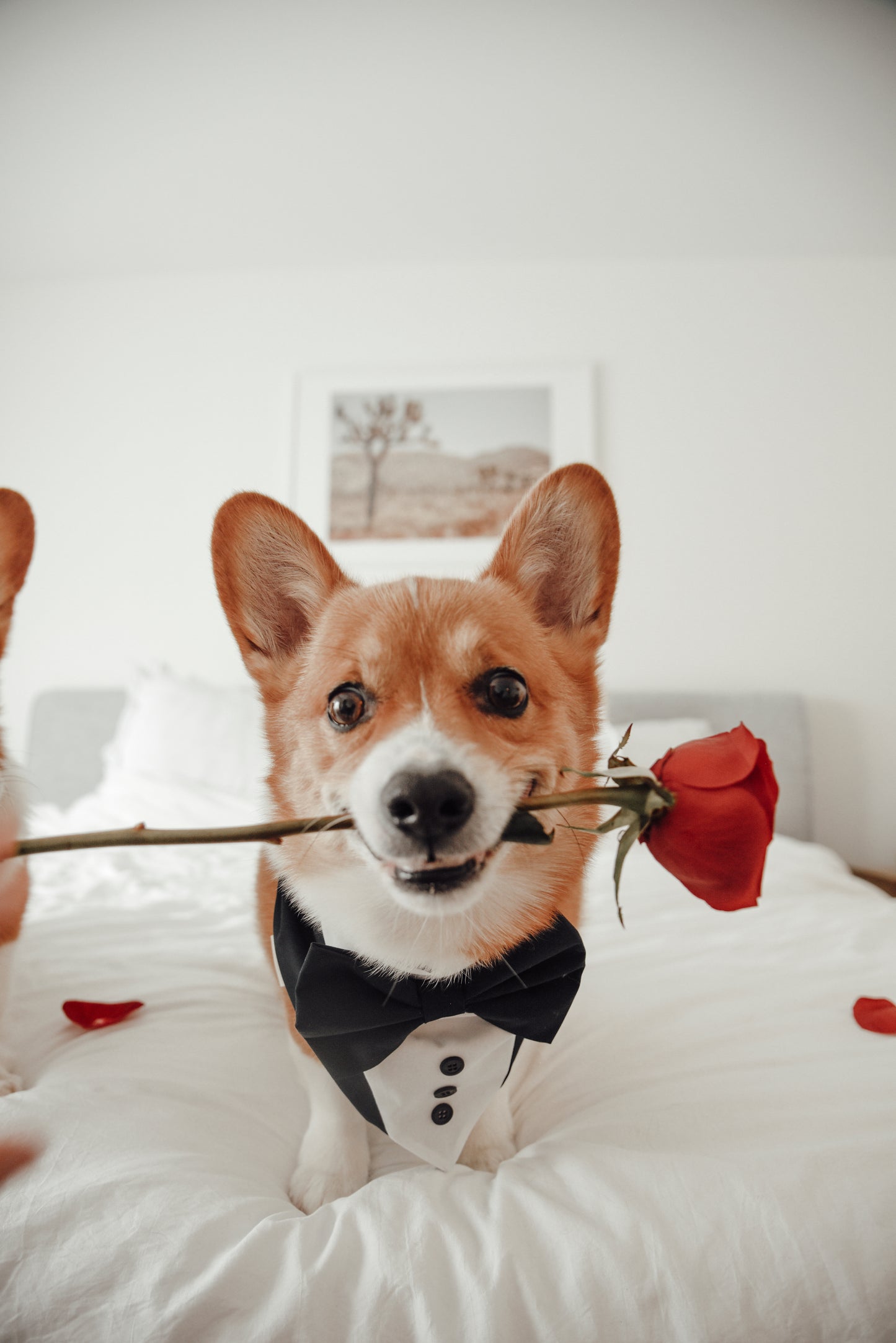 Black Dog Tuxedo, Wedding Pet Suit, Formal Dog Attire, Valentines Outfit