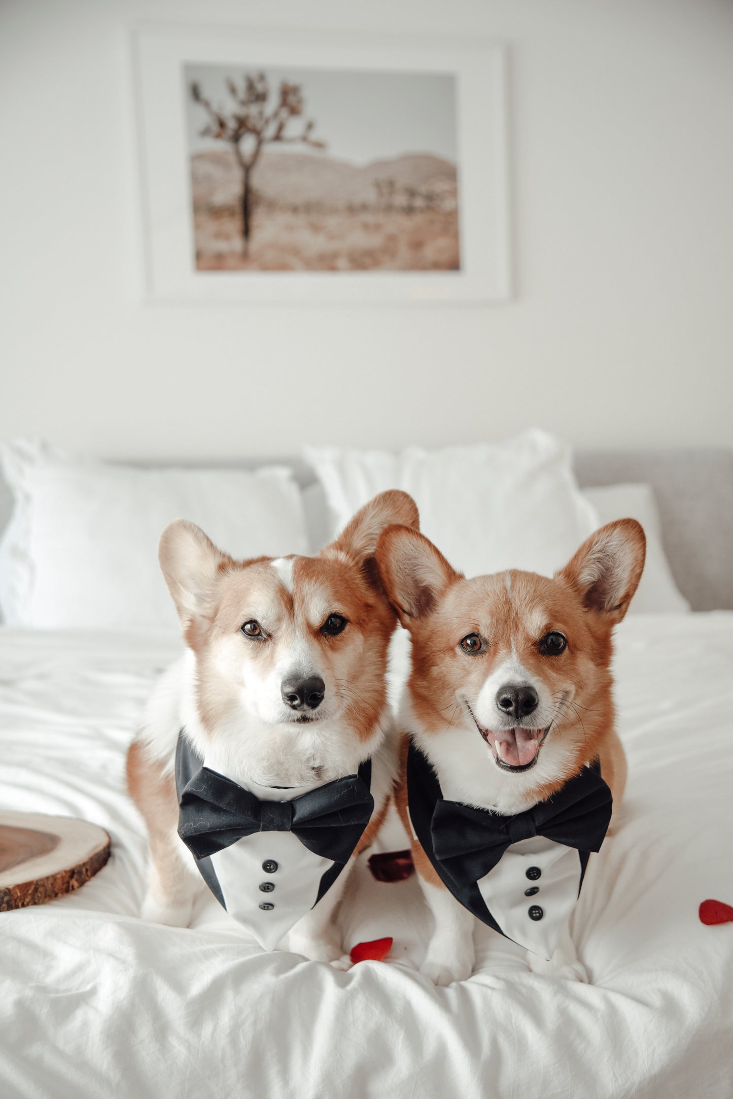 Black Dog Tuxedo, Wedding Pet Suit, Formal Dog Attire, Valentines Outfit