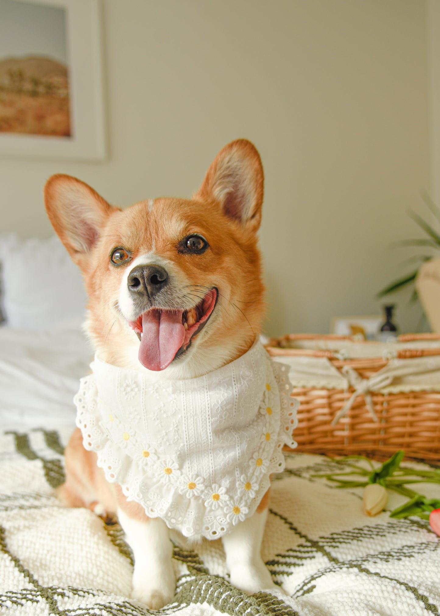 Daisy Pet Bandana with Embroidered Lace Trim
