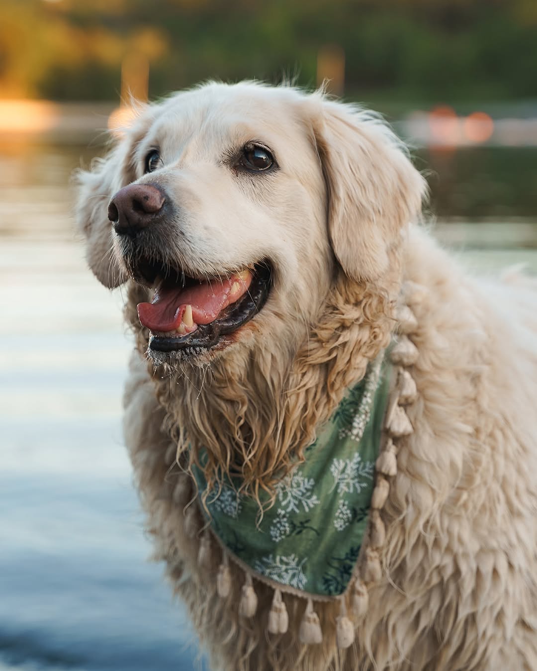 Floral Dog Bandana: Cotton Tassel Fringe, Boho Style