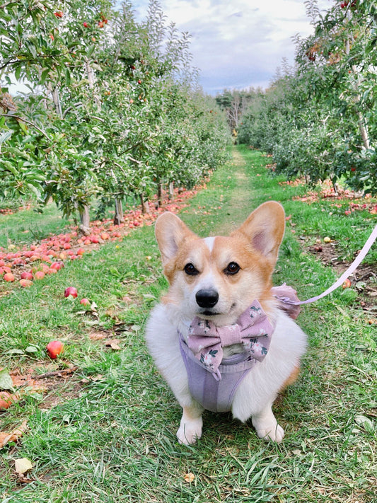 Purple Floral Corduroy Pet Bow Tie