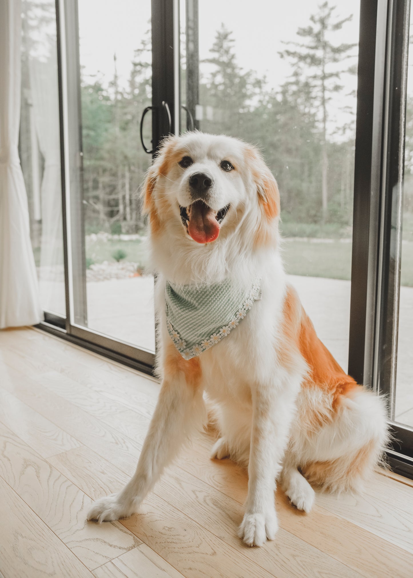 Green/Orange Stripe Cotton with Embroidered Daisy Trim, Pet Bandana