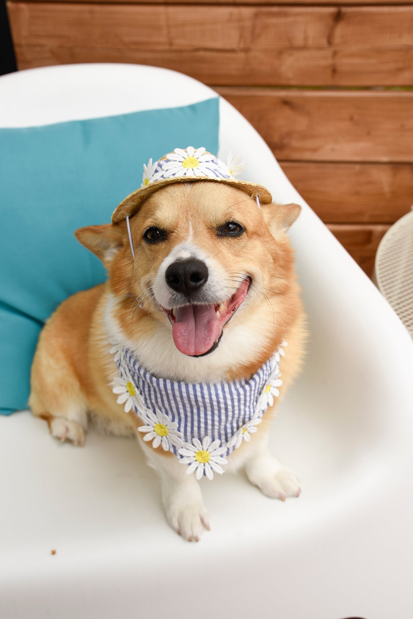 Blue Stripe Cotton with Embroidered Daisy Trim, Pet Bandana