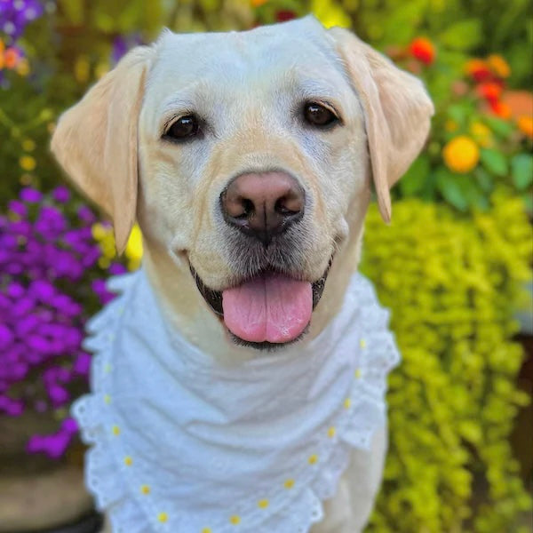 Daisy Pet Bandana with Embroidered Lace Trim